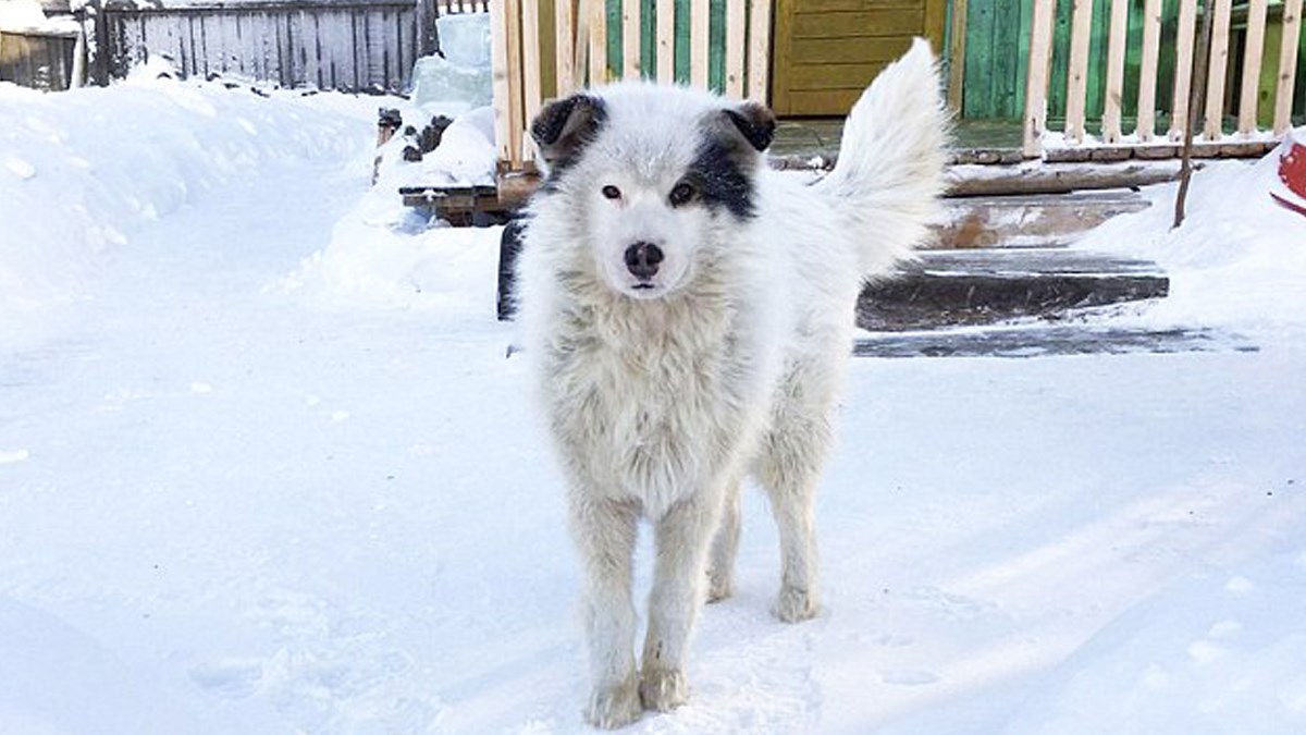 Pas spasio dijete koje je napustila vlastita majka!