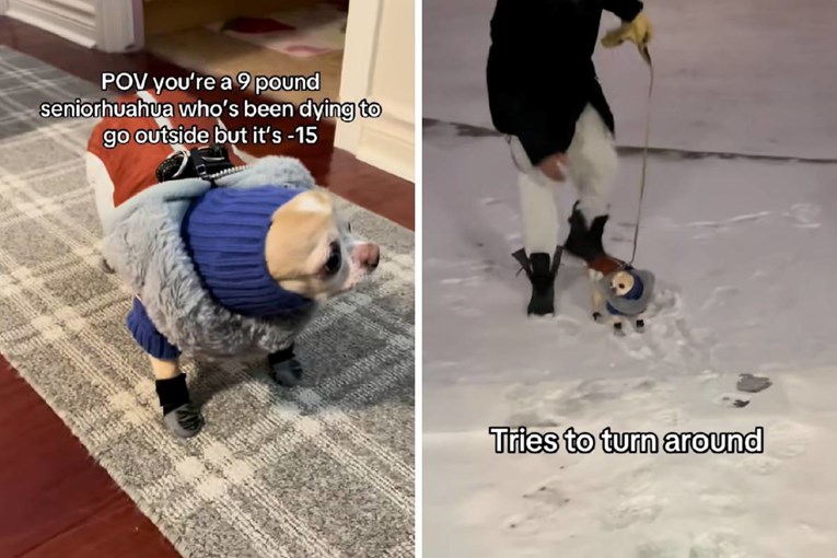 Čivava je željela ići u šetnju na -15 °C, brzo se predomislila 🤣