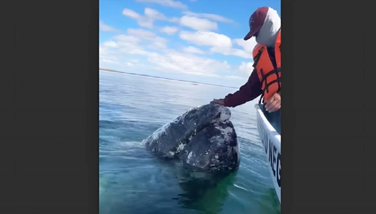 VIDEO Sivi kitovi zatražili pomoć ljudi, htjeli da im skidaju parazite 