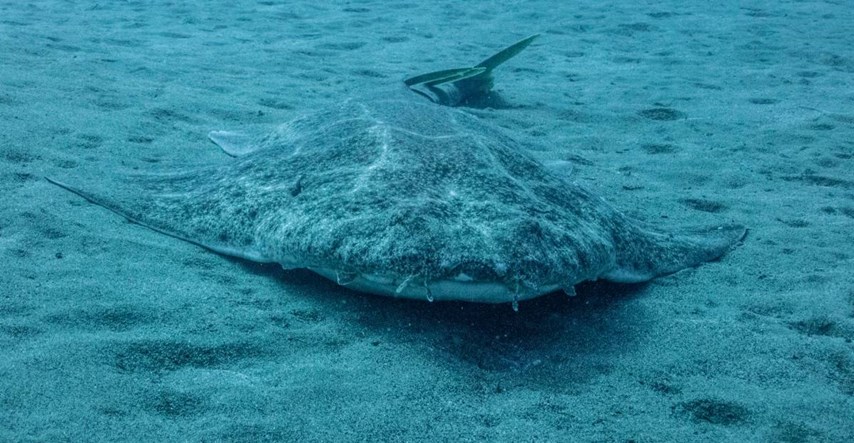 U Hrvatskoj nađen čudan morski pas, smatralo se da je gotovo izumro na Jadranu