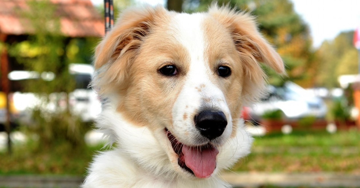 Ovaj predivni psić zove se Moon. Miran je i nježan i traži dom