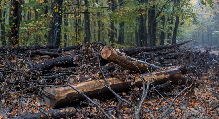 Na radnika Hrvatskih šuma palo stablo, poginuo je
