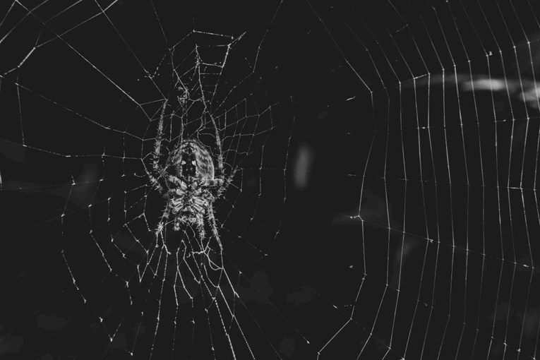 Strah, nesreća ili nešto treće: Što znači kada sanjate paukove?
