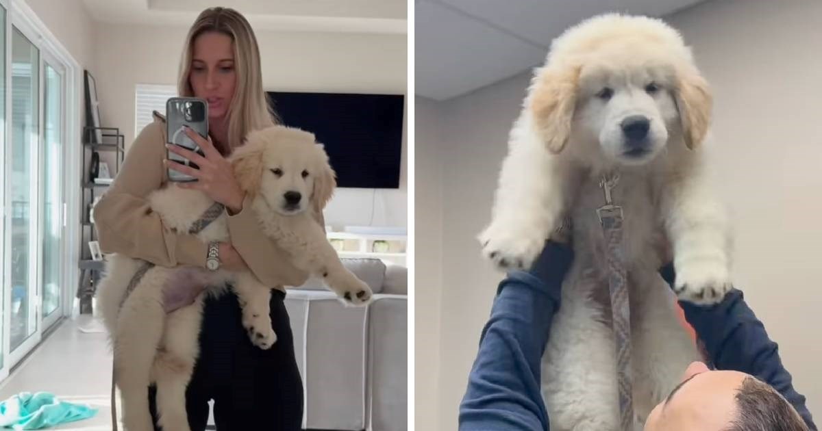 Zlatni retriver prvi put posjetio veterinara, snimka je preslatka