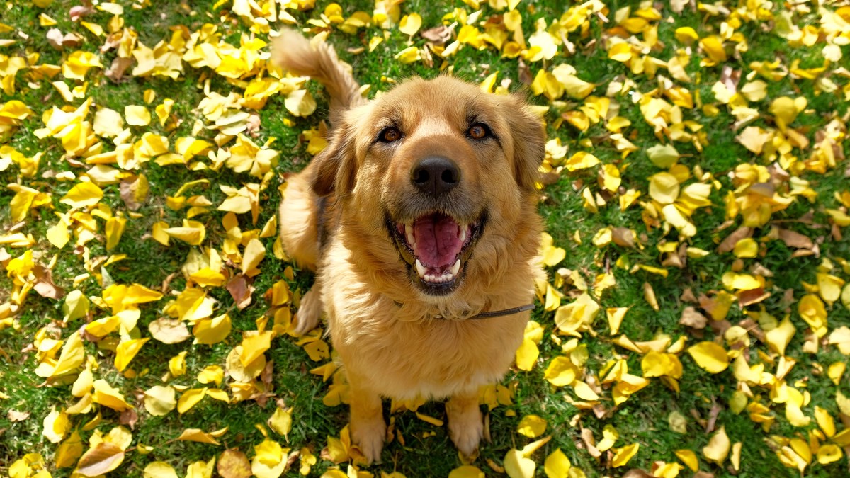 Ovaj pas je prava pametna njuška! Pogledajte kako svaki dan uživa u šetnjama