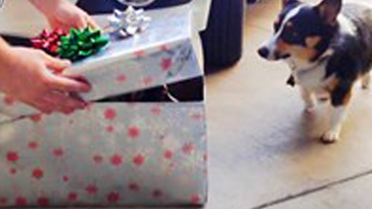 Slatki korgi je dobio najljepši mogući poklon od svojih vlasnika