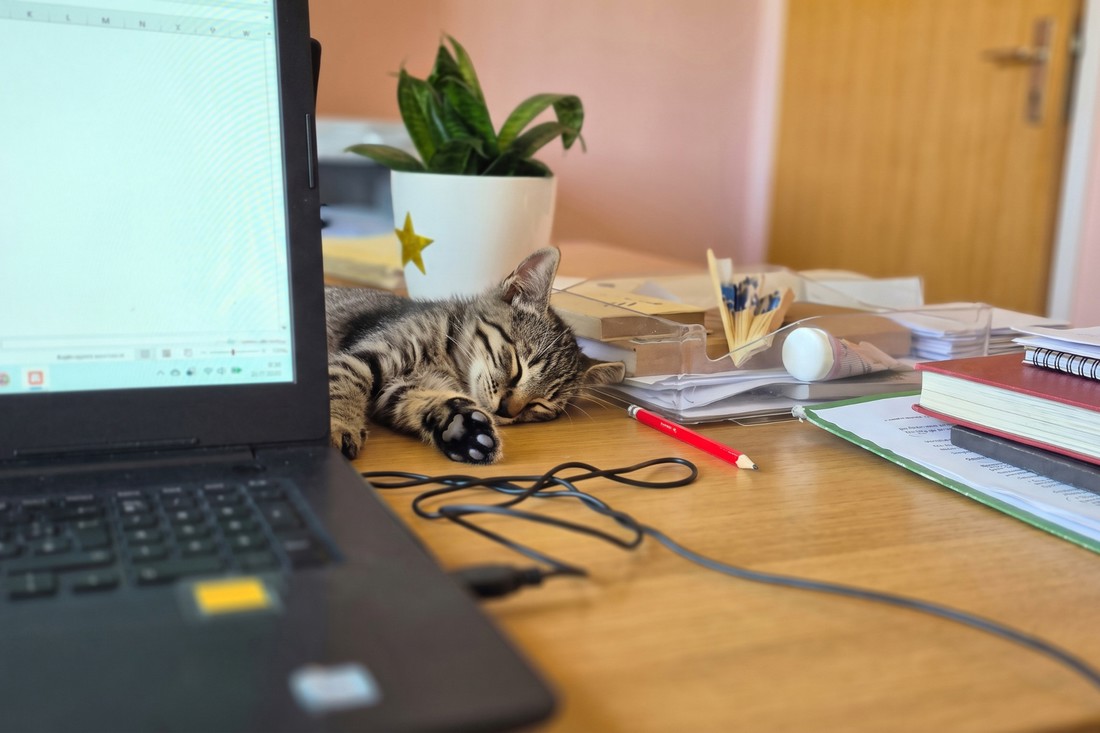 Pronašli su ga na gradilištu, a sada je mačić Božo postao pravi uredski šef