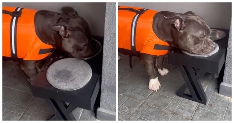 Pas je naučio obrisati njušku nakon što se napije vode, snimka će vas oduševiti