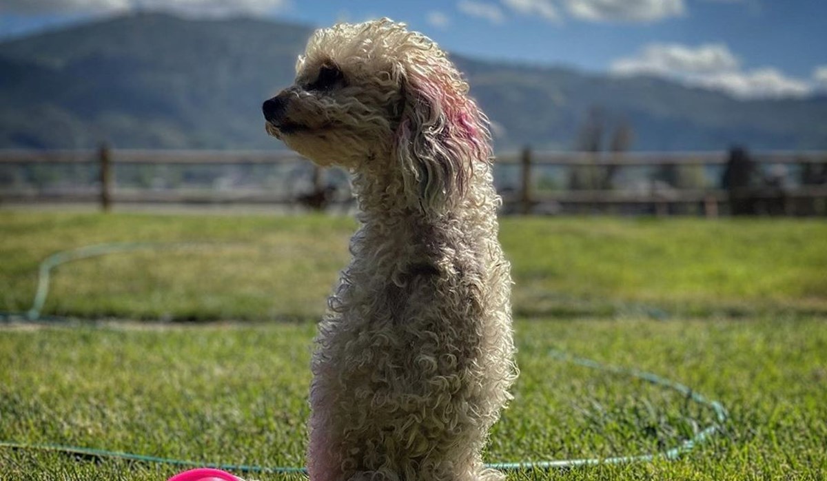 Amputirali su joj prednje noge, ali nije odustala - postala je motivacija svima