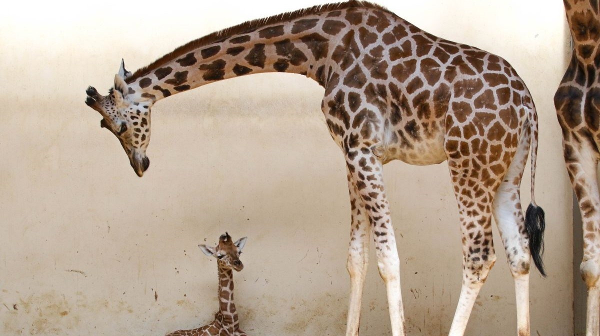 Zatvorio se zoološki vrt u Bristolu, jedan od najstarijih na svijetu