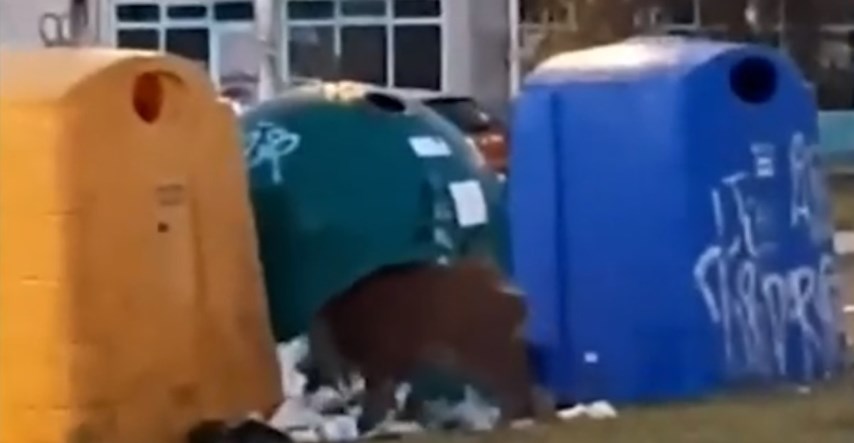 VIDEO U Zagrebu snimljen vepar, jeo je smeće bačeno pored kontejnera