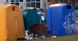 VIDEO U Zagrebu snimljen vepar, jeo je smeće bačeno pored kontejnera