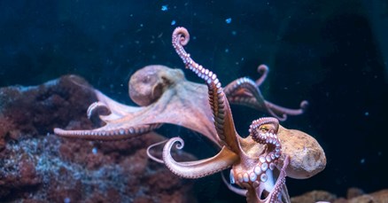 DNA hobotnice pomaže znanstvenicima da istraže kretanje razina mora kroz povijest
