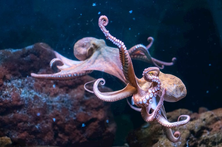 Znanstvenici istražuju tragove kretanja razina mora zapisanih u DNA hobotnice