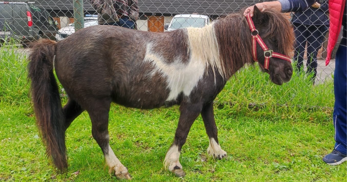 Poni u šetnji zagrebačkim Trnjem zbunio vozače