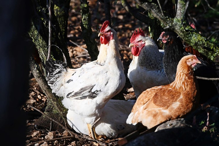 Netko je čovjeku kod Rijeke ukrao 30 kokoši