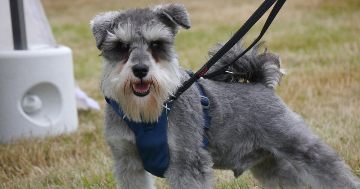 Veterinarska tehičarka savjetuje koje su pasmine pasa najbolje za početnike