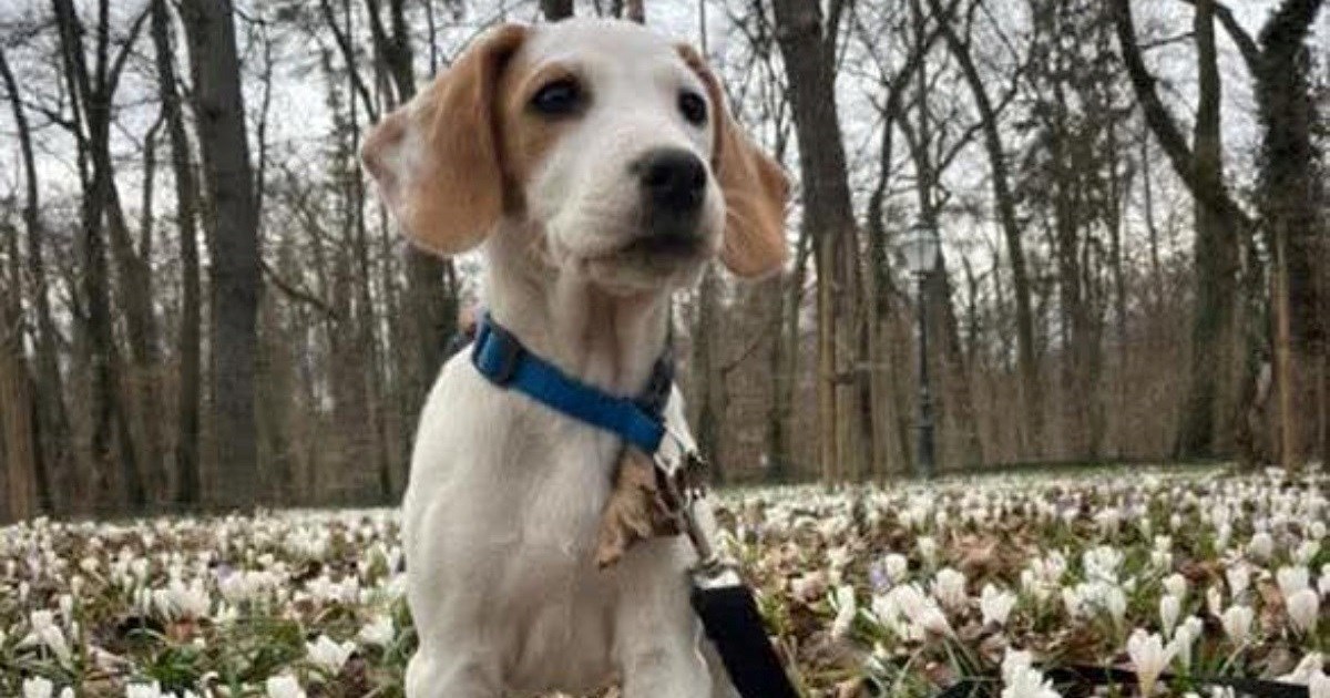 Onya ima dva mjeseca i čeka udomitelje koji vole duge šetnje i aktivne njuškice