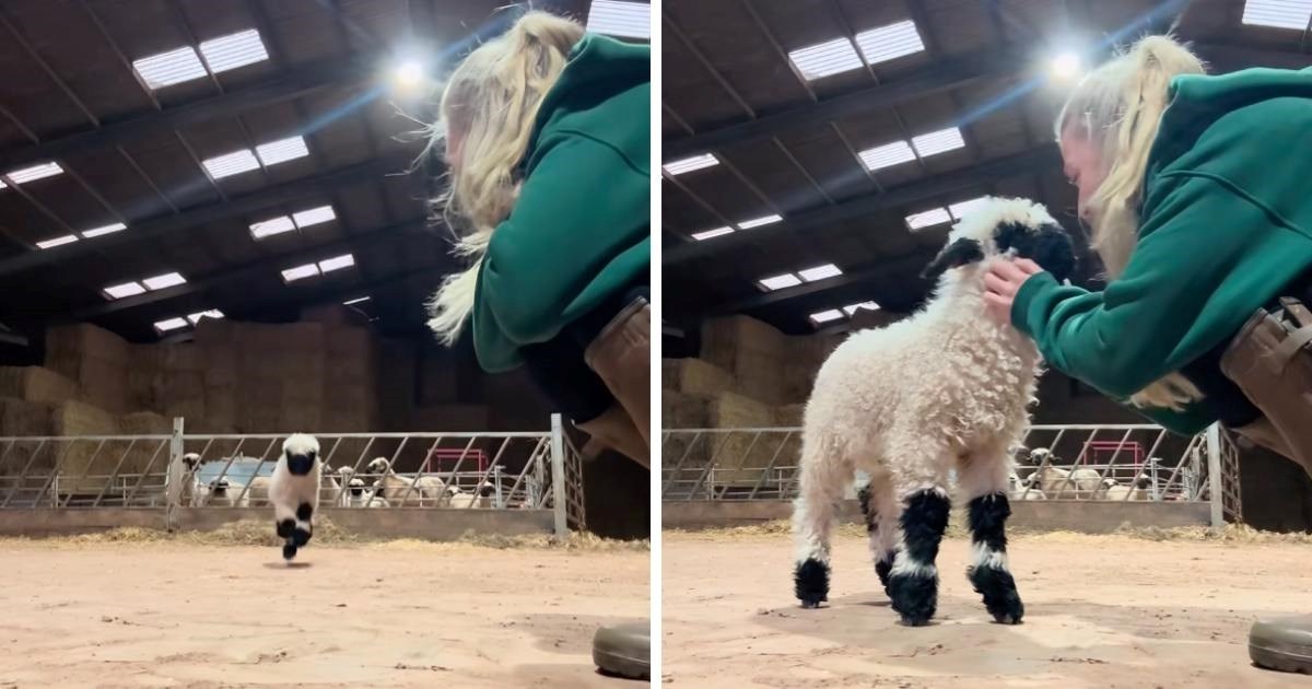 6 milijuna pregleda: Zaigrano janje koje uzbuđeno skakuće oduševilo ljude