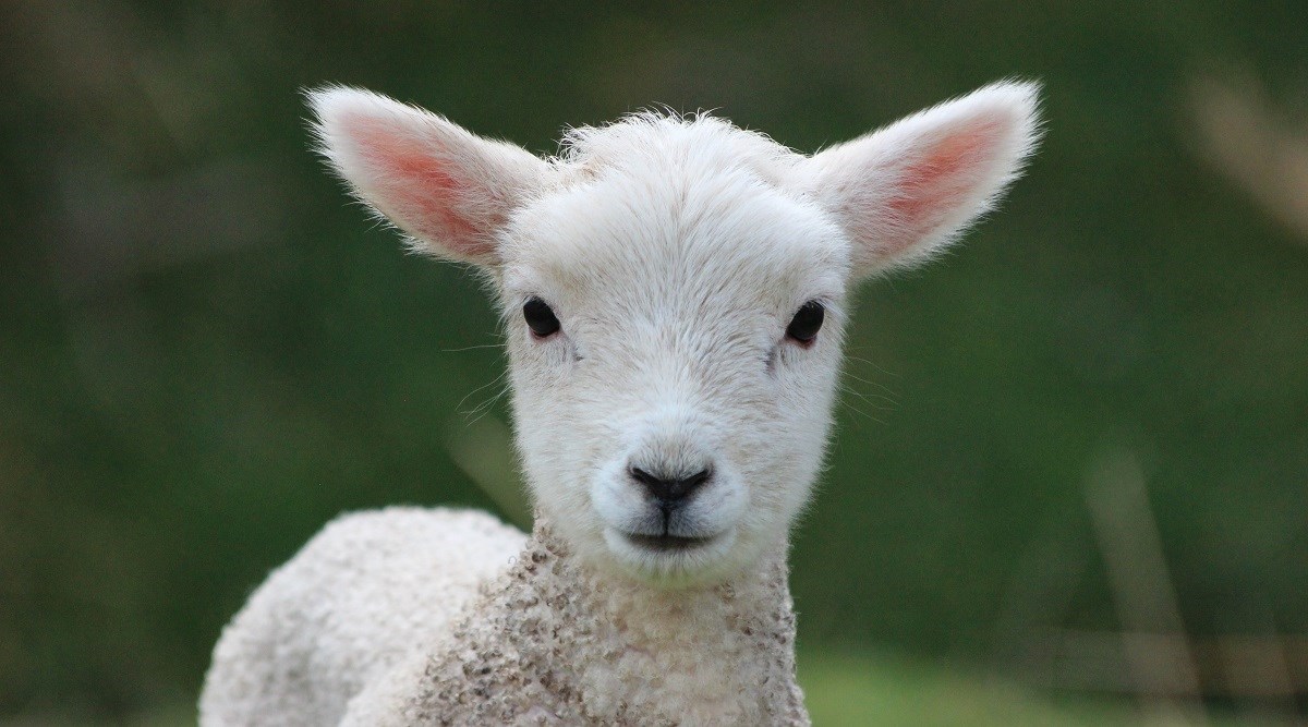 U Srbiji ukrali janje. Vlasnici ih lovili autom, svi su sletjeli s ceste