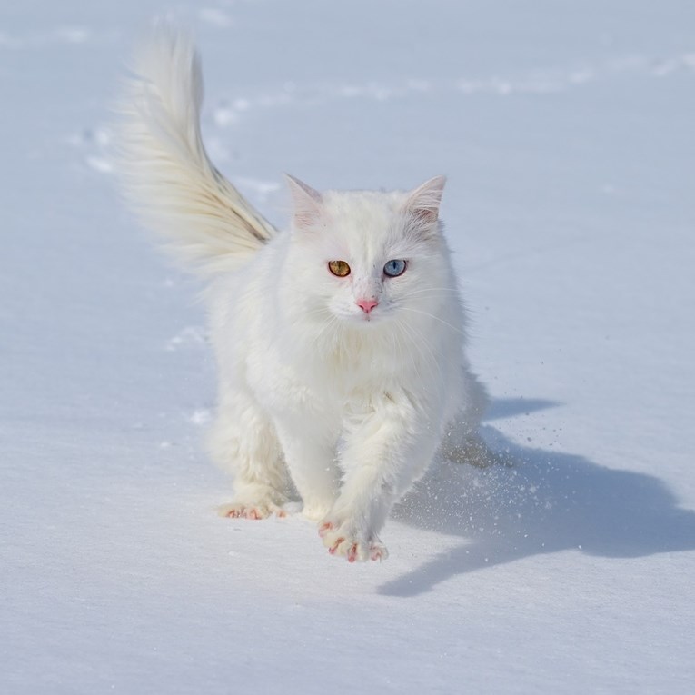 FOTO Mačke u Turskoj uživaju u snijegu