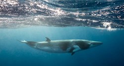 VIDEO U rijeci u Francuskoj viđen kit