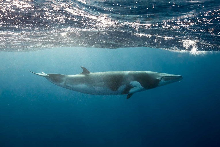 U Seini novi kit mjesec dana nakon što je u njoj uginuo kit ubojica