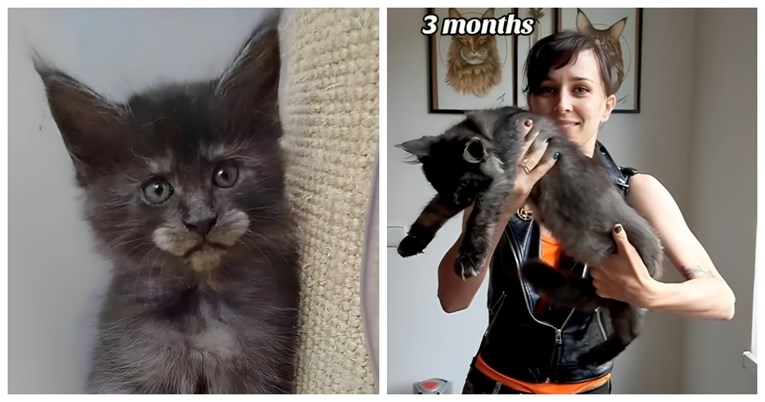Pogledajte nevjerojatnu transformaciju ove mačke u samo 9 mjeseci