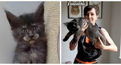 Pogledajte nevjerojatnu transformaciju ove mačke u samo 9 mjeseci