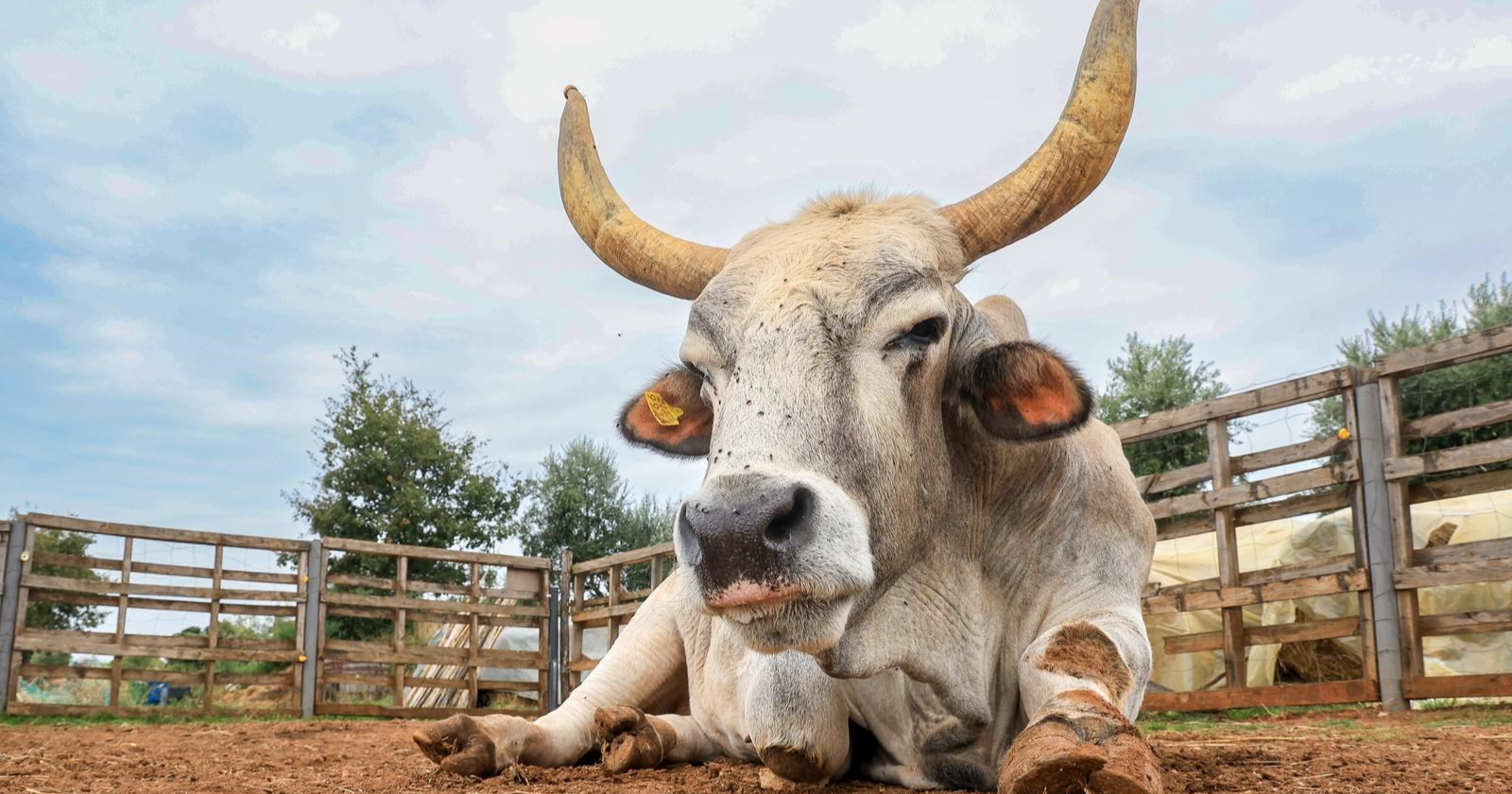 Boškarin Boško iz Vodnjana prebolio je zloćudni tumor noge
