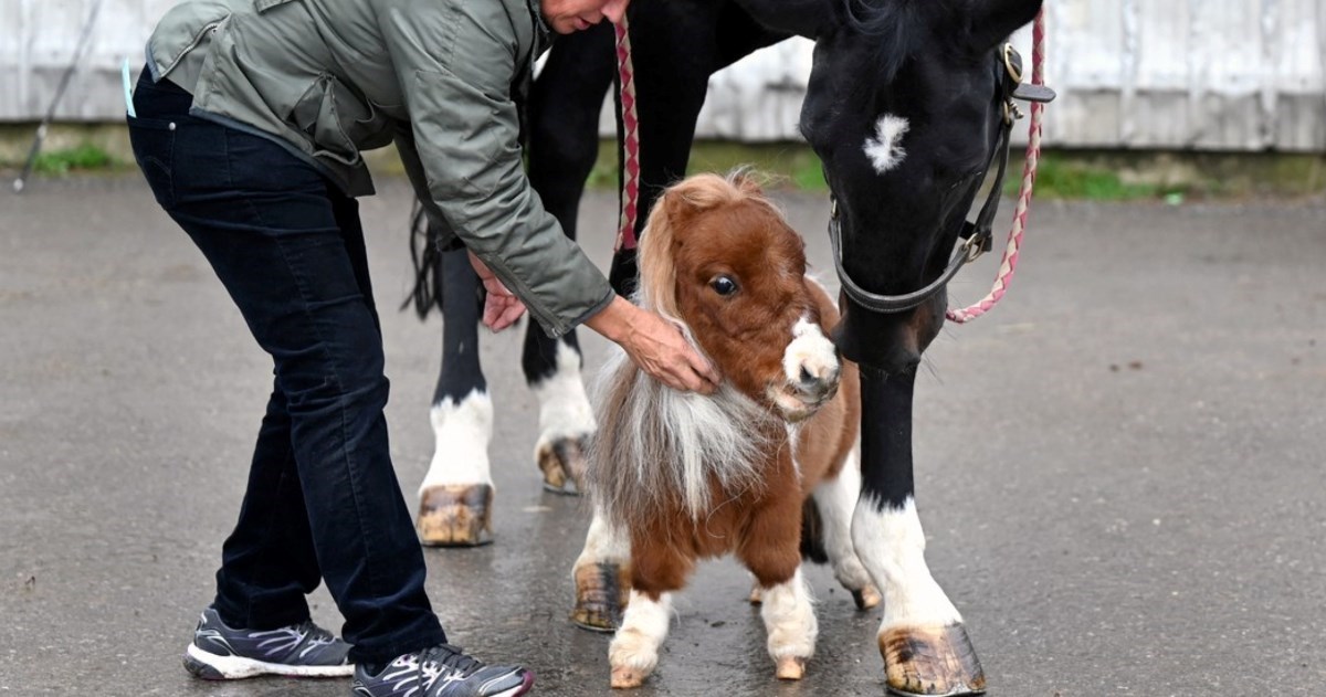 Preslatki Pumuckel visok je samo 50 cm. Vlasnica ga pušta u kuću i vozi u automobilu