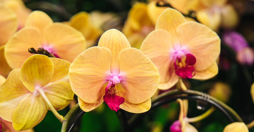 Počeli su Dani orhideja u Flori. Evo zašto ih trebate posjetiti