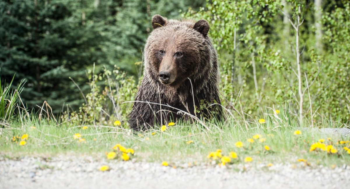 Medvjedica i njezino mladunče ušetali u glavni grad Estonije, čeka se da nađu izlaz