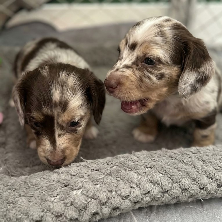 Umorni ste? Ali sigurno ne kao ovi preslatki jazavčari
