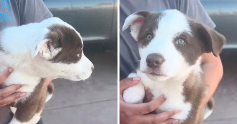 Priča o štenetu koje je vraćeno u sklonište jer je previše plakalo slama srca