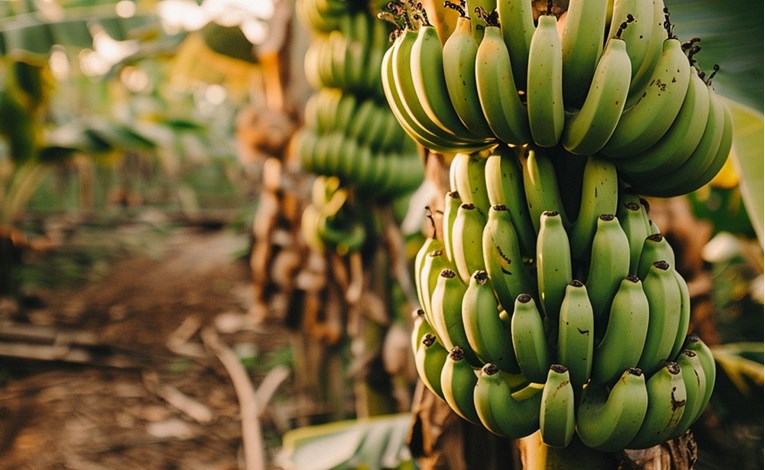 Uzgoj manga i banana u Hrvatskoj? Poljoprivrednici na udaru klimatskih promjena