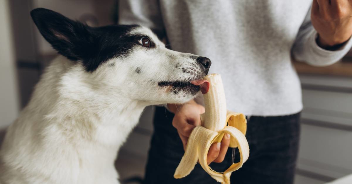 Smiju li psi jesti banane?