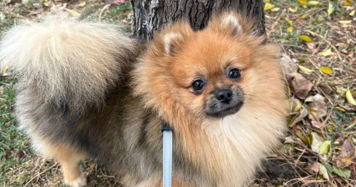 Kod Primoštena nestao pomeranac Sony, prepao se zvukova s gradilišta