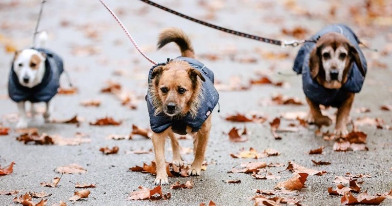 FOTO Tri preslatka psića uživala u šetnji Zagrebom unatoč kiši