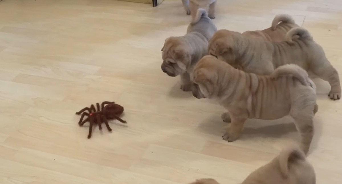 Preslatki shar pei štenci susreli su se s robotom i ništa im nije jasno