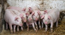 Poljoprivrednici će zbog svinjske kuge dobiti 2.5 milijuna eura