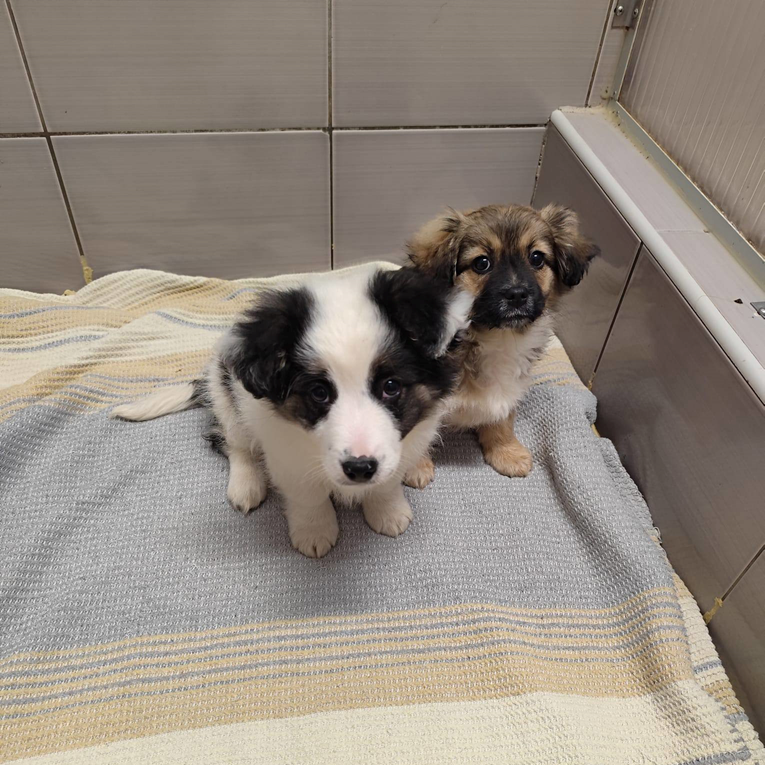 Ovi preslatki psići traže zauvijek dom. Čekaju vas u Dumovcu