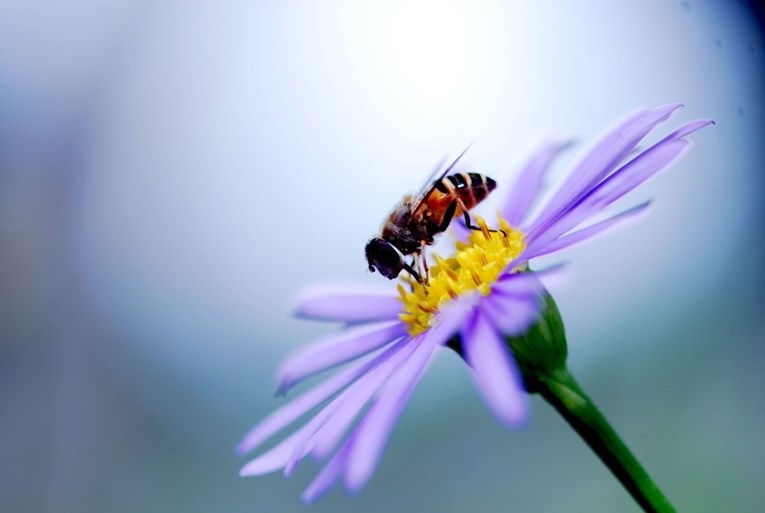 Prizor koji vjerojatno nikad niste vidjeli: Fotograf snimio pčele kako spavaju