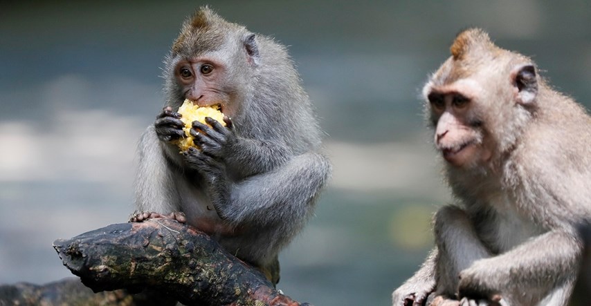 Majmun dvije godine živio sa svinjskim bubregom. To bi moglo biti jako važno za ljude
