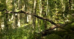 Drvosječa u Turopolju teško ozlijedio vlasnika parcele pa mu ukrao drva