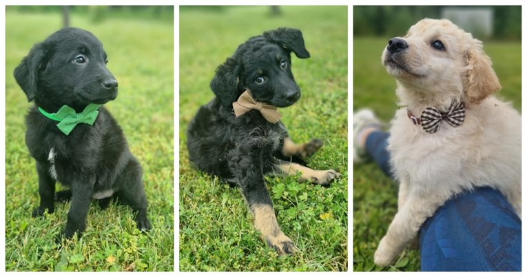 Štenci su ostali bez mame i umalo završili u skloništu. Ipak, spašeni su i traže dom