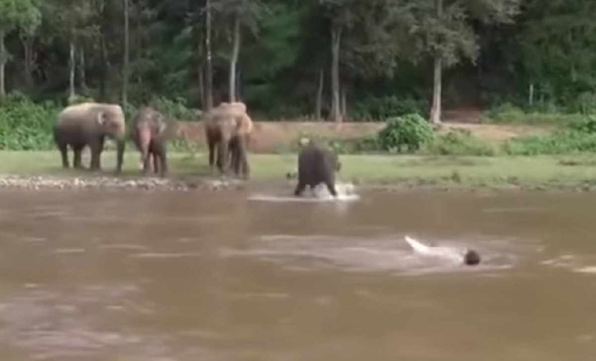 VIDEO Slonica mislila da se čovjek utapa, odmah mu pohitala u pomoć i spasila ga