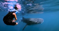 VIDEO Petogodišnjak zaplivao s najvećim morskim psom na svijetu