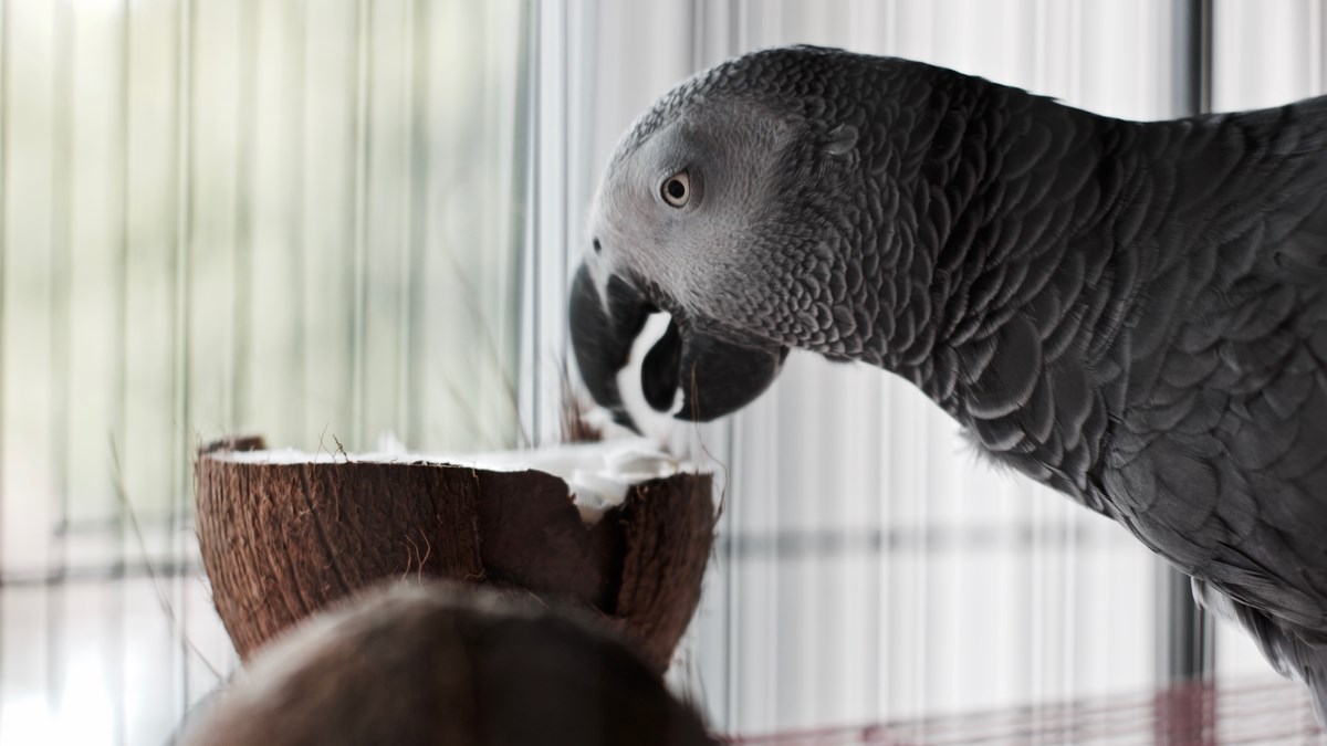 VIDEO Biste li voljeli imati ovako razgovorljivog ljubimca?