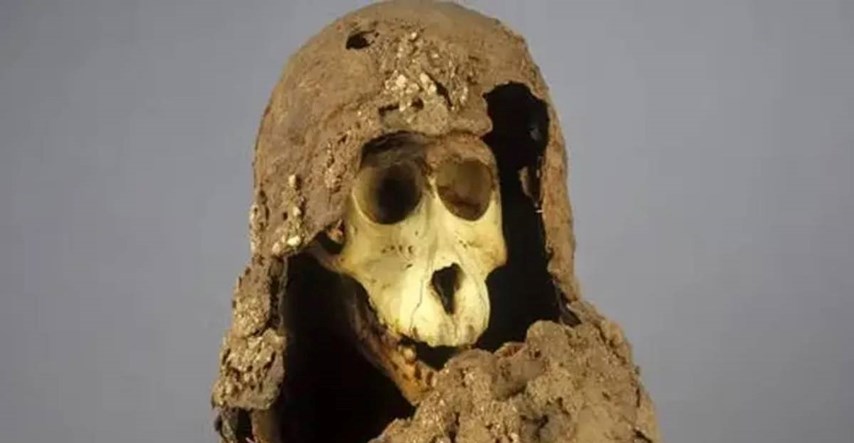Riješen misterij mumificiranih pavijana iz drevnog Egipta